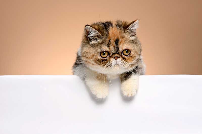 Unveiling the Respiratory Problems in Exotic Shorthair Cats
