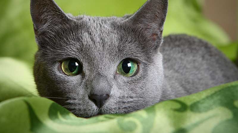 Russian Blue Cats History and Care