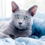 Russian Blue Cats History and Care