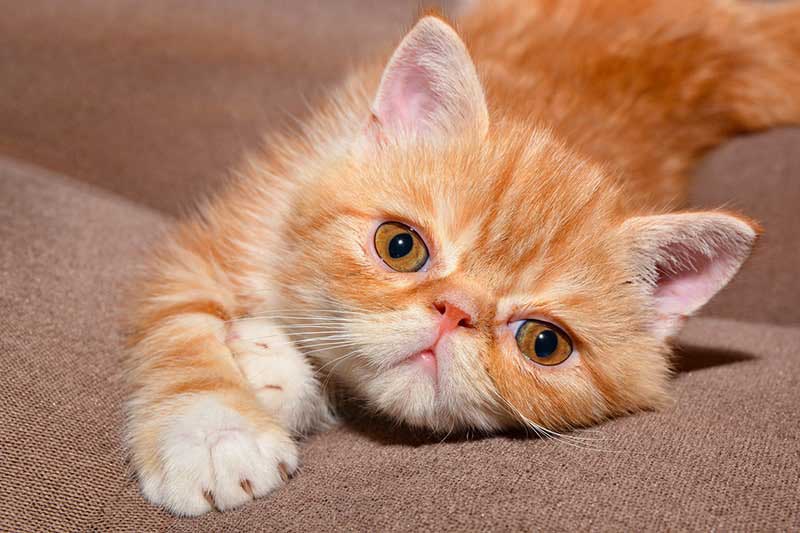 Unveiling the Respiratory Problems in Exotic Shorthair Cats