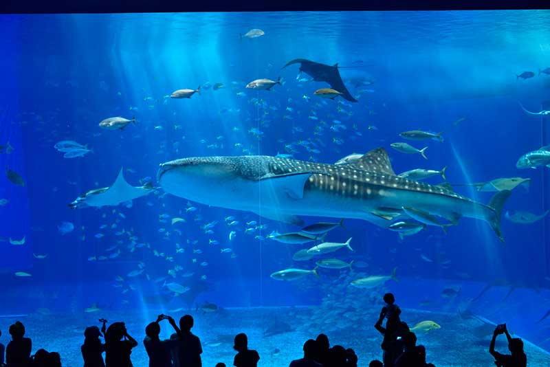 Discover the Okinawa Churaumi Aquarium