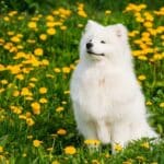 Unraveling the Allure of the Samoyed Breed