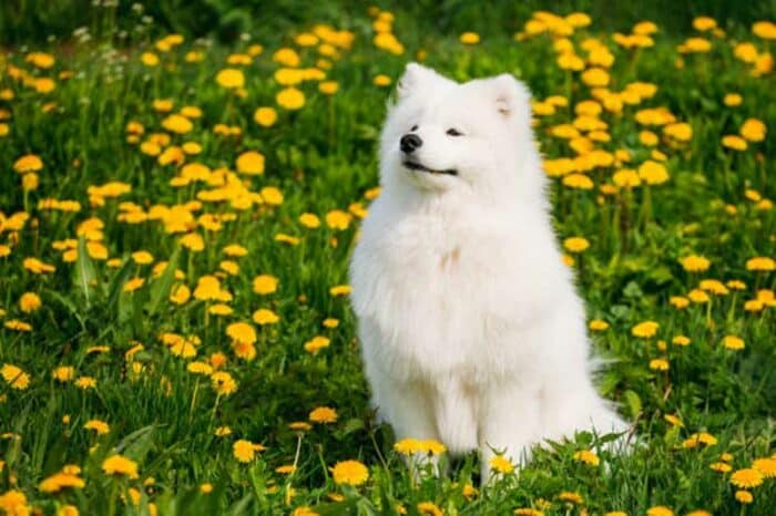 Unraveling the Allure of the Samoyed Breed
