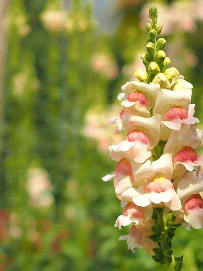 snapdragon is what